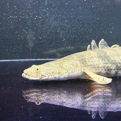 古代魚の画像