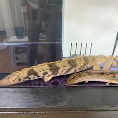 古代魚の画像