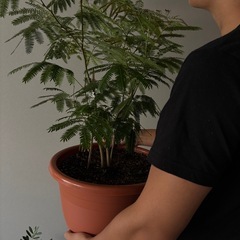 【江戸川区限定！｜期間限定！】観葉植物の出張引き取り｜1件…