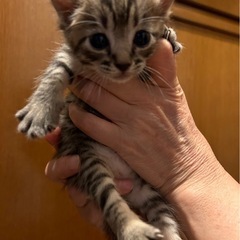 1ヶ月弱のキジトラ男の子🐯【見学大歓迎】兄弟もいます