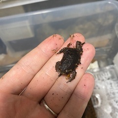 パワーズフクラガエル★2センチ程度★小さくてとても可愛いです！アメフクラガエルではありません！★歩くわらび餅★まとめて発送も可能です！①の画像