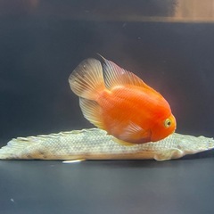 キングコングパロットの画像