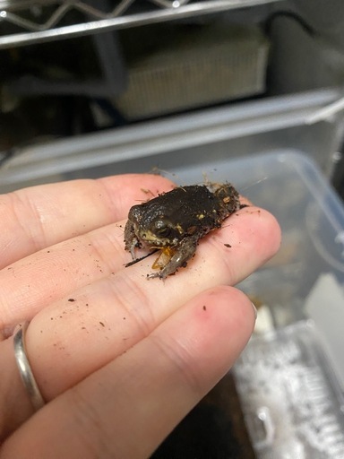 パワーズフクラガエル★2センチ程度★小さくてとても可愛いです！アメフクラガエルではありません！★歩くわらび餅★まとめて発送も可能です！②