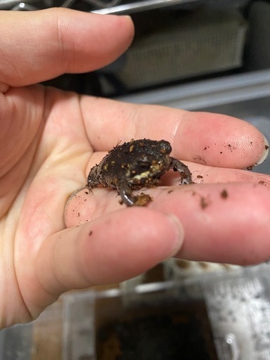 パワーズフクラガエル★2センチ程度★小さくてとても可愛いです！アメフクラガエルではありません！★歩くわらび餅★まとめて発送も可能です！② パワーズフクラガエル☆2センチ程度☆小さくてとても可愛いです！アメ