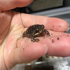 パワーズフクラガエル★2センチ程度★小さくてとても可愛いです！アメフクラガエルではありません！★歩くわらび餅★まとめて発送も可能です！②の画像