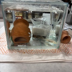 ウーパールーパーリューシスティック（黒目）　水槽セット　の画像