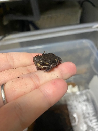 パワーズフクラガエル★2センチ程度★小さくてとても可愛いです！アメフクラガエルではありません！★歩くわらび餅★まとめて発送も可能です！③