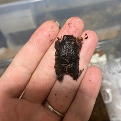 パワーズフクラガエル★2センチ程度★小さくてとても可愛いです！アメフクラガエルではありません！★歩くわらび餅★まとめて発送も可能です！③の画像