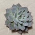 ランキングキーワードに紐づく投稿画像-多肉植物