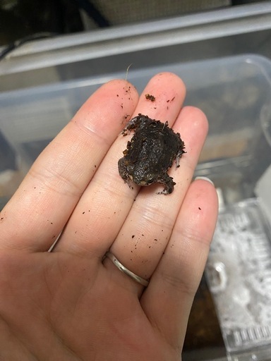 パワーズフクラガエル★2センチ程度★小さくてとても可愛いです！アメフクラガエルではありません！★歩くわらび餅★まとめて発送も可能です！④