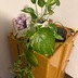 ランキングキーワードに紐づく投稿画像-観葉植物
