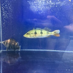 生体の画像