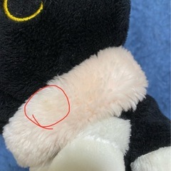 靴下にゃんこの画像
