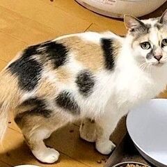 パステルカラーの三毛猫【リズ♀】
