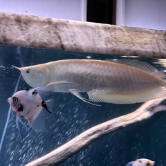 アルビノ・シルバー　熱帯魚　古代　鑑賞の画像