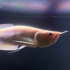 アルビノ・シルバー　熱帯魚　古代　鑑賞の画像