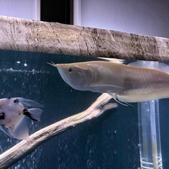アルビノ・シルバー　熱帯魚　古代　鑑賞の画像