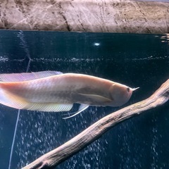 アルビノ・シルバー　熱帯魚　古代　鑑賞の画像