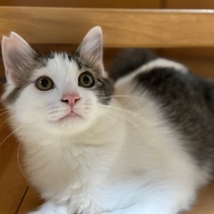 男前長毛きじ白猫