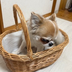 タイヤ付き籠🧺の画像