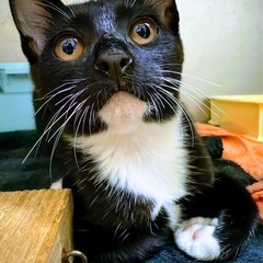 タキシードを着た、子猫なのにダンディニャンコ