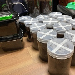 国産カブトムシ幼虫 飼育ケース付き
の画像
