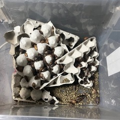デュビアの画像