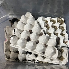 デュビアの画像