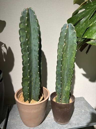 柱サボテン　ブランチ　11 柱サボテン ブランチ11 柱サボテン ブランチ11 サボテン