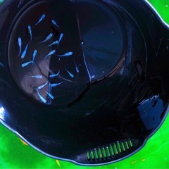 🧿KIRIYUメダカ若魚15+α【計18匹 】光体形個体の画像