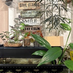 ヤマサキカズラ　水上葉　観葉植物　水草　の画像