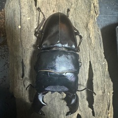 スマトラオオヒラタクワガタの画像