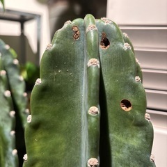 柱サボテン　トゲなしサボテンの画像