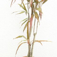センネン木ボクの画像