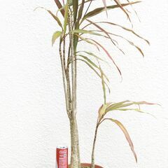 センネン木ボクの画像