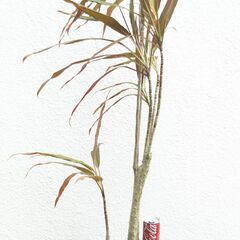 センネン木ボクの画像