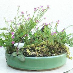 盆景クフェアの花の画像