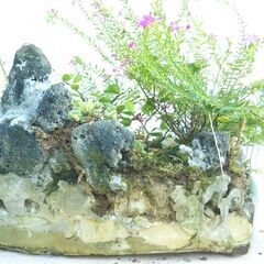 盆景クフェアの花の画像