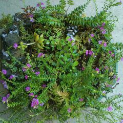 盆景クフェアの花の画像