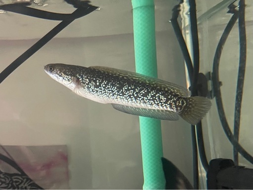 コウタイレッドギャラクシー　熱帯魚　大型魚　水槽　　