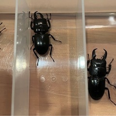 取引中　ヒラタクワガタ2ペアの画像