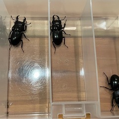 取引中　ヒラタクワガタ2ペアの画像