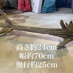 流木　インテリアの画像
