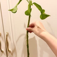 南国の植物　プルメリア（珍しい品種）の画像