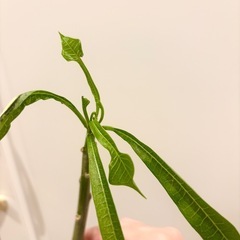 南国の植物　プルメリア（珍しい品種）の画像