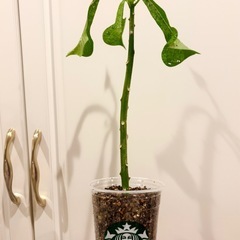 南国の植物　プルメリア（珍しい品種）の画像