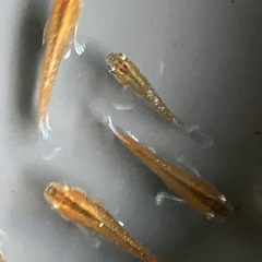 メダカ　レッドクリフダーク　10匹の画像