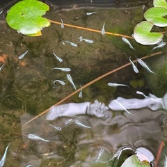 みゆきメダカ30匹　幹之メダカ （15～20mmほど）の画像