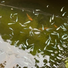 みゆきメダカ30匹　幹之メダカ （15～20mmほど）の画像