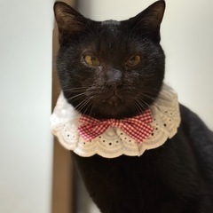 あざと可愛い黒猫ちゃん